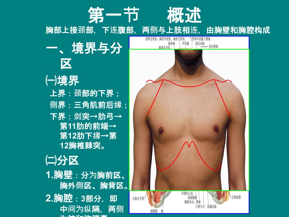 局部解剖03胸部1-胸壁.ppt_第3页