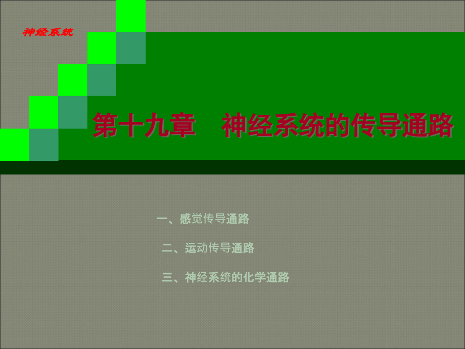 神经系统传导通路.ppt_第2页