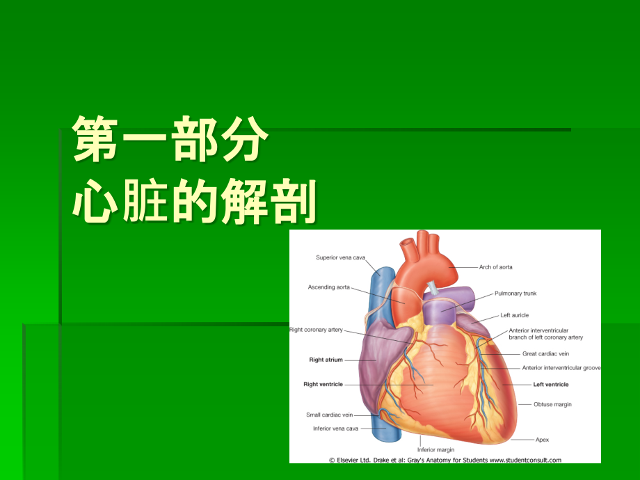 心脏解剖学.ppt_第2页