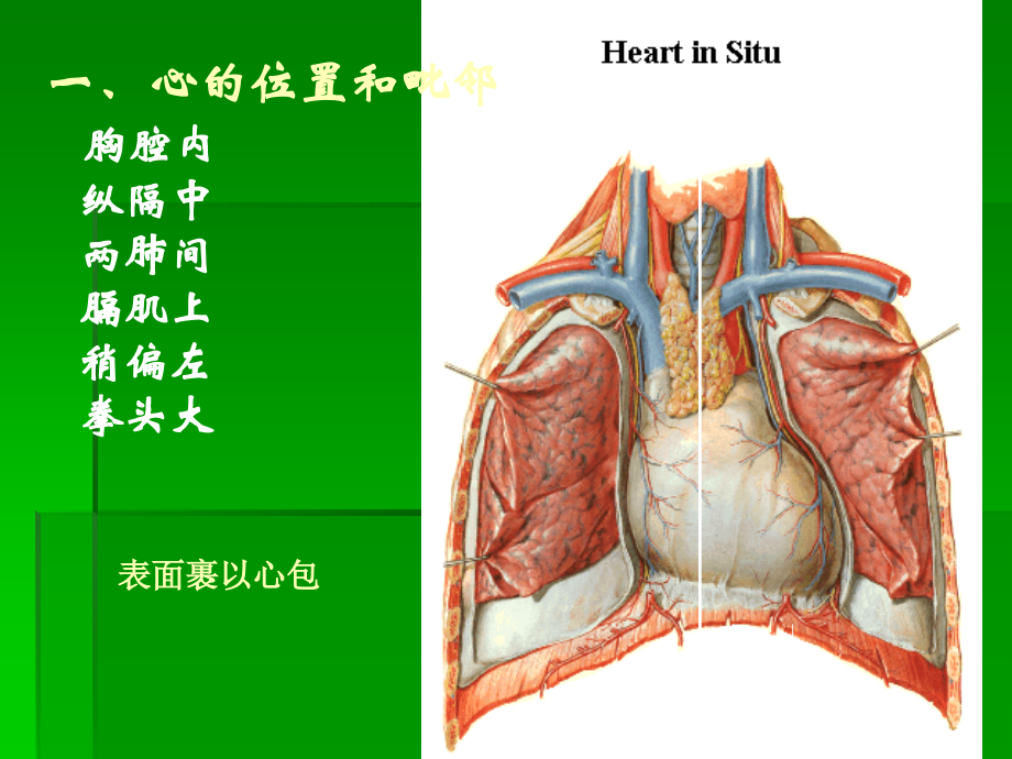 心脏解剖学.ppt_第3页