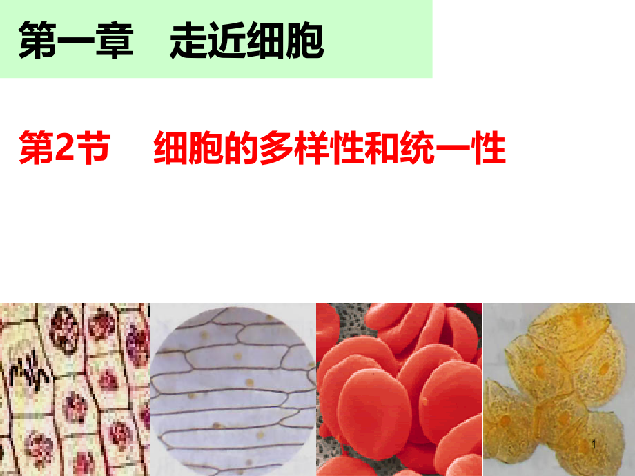 细胞的多样性和统一性课件.ppt_第1页