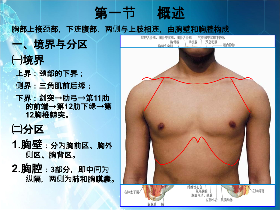 局部解剖03胸部1-胸壁ppt课件.ppt_第3页