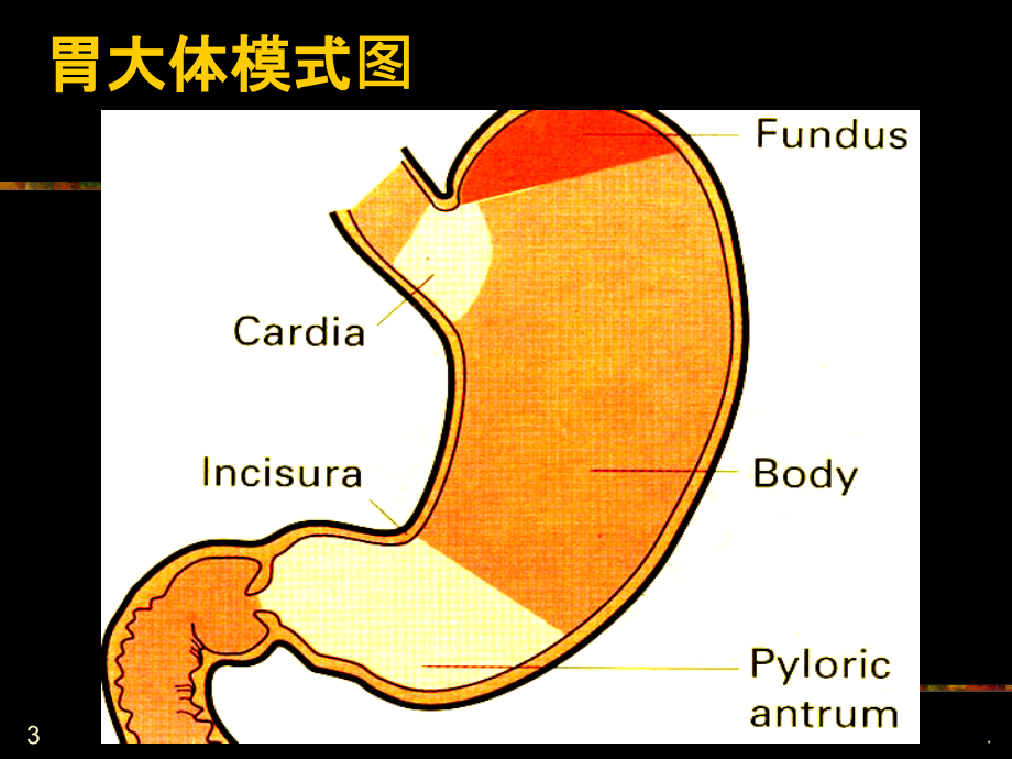 消化系统疾病PPT课件.ppt_第3页