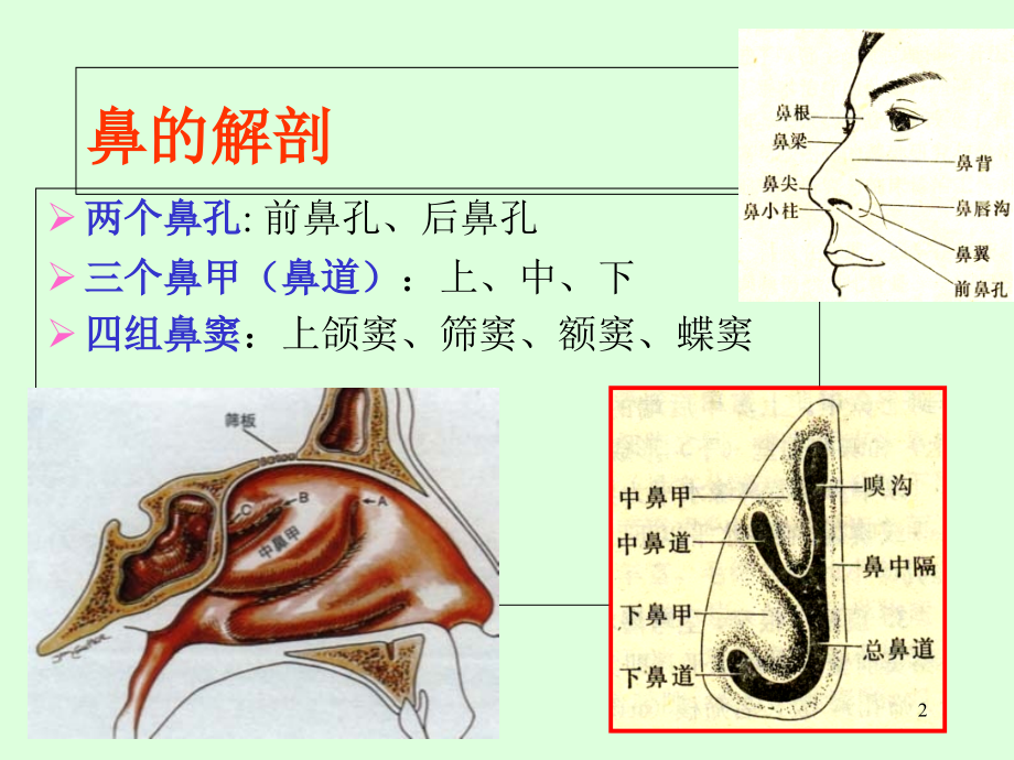 急性鼻窦炎.ppt_第2页