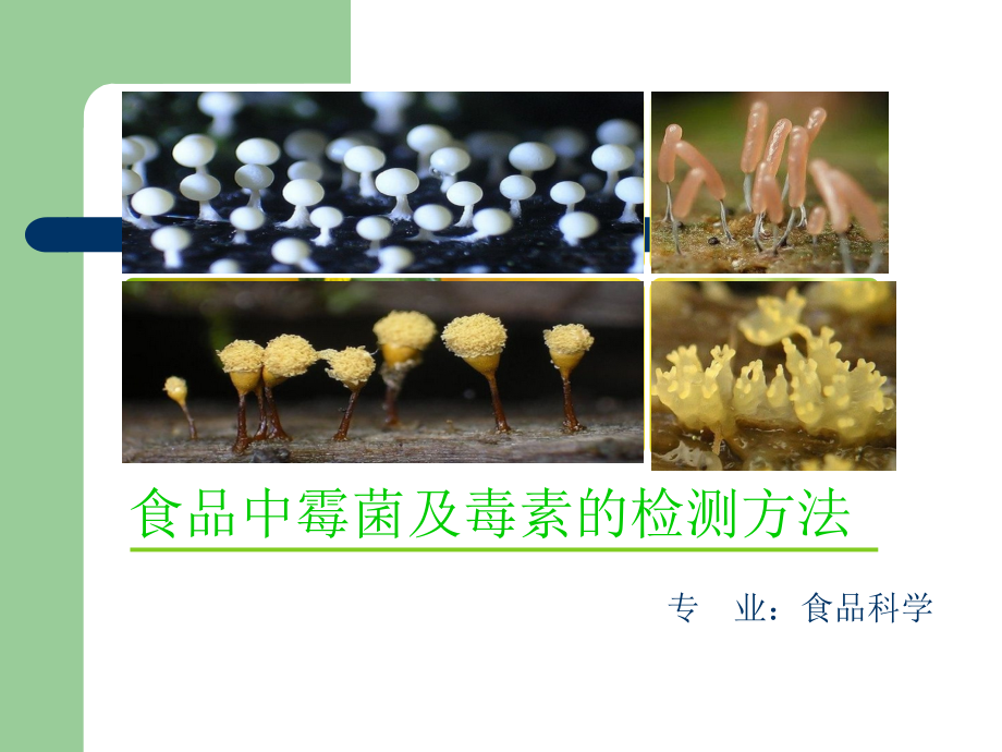 霉菌和毒素的检测方法.ppt_第1页