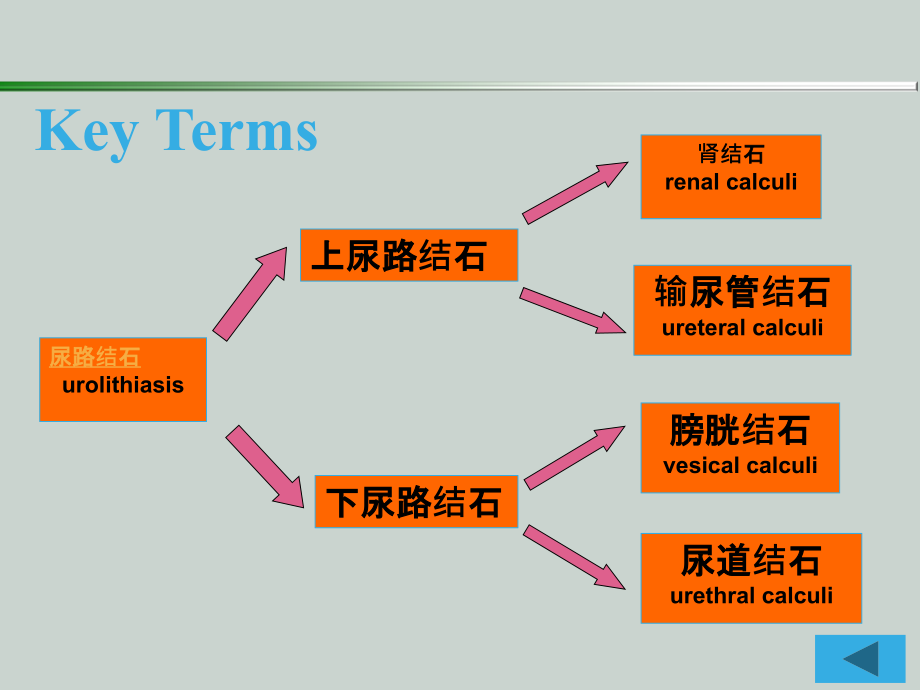 尿石症病人的护理课件.ppt_第2页