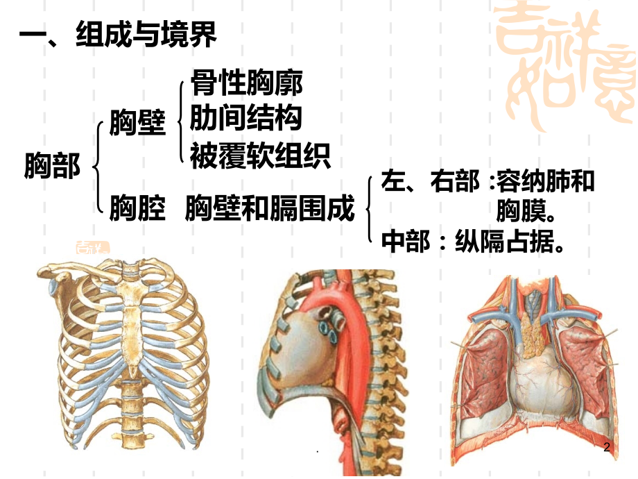 胸部解剖.ppt_第2页