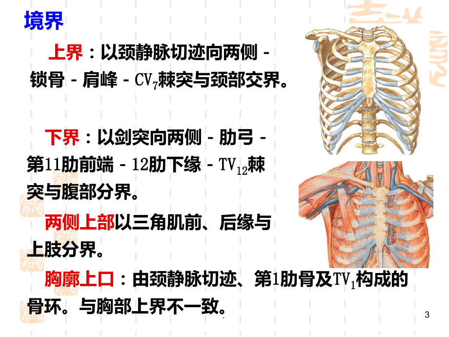 胸部解剖.ppt_第3页