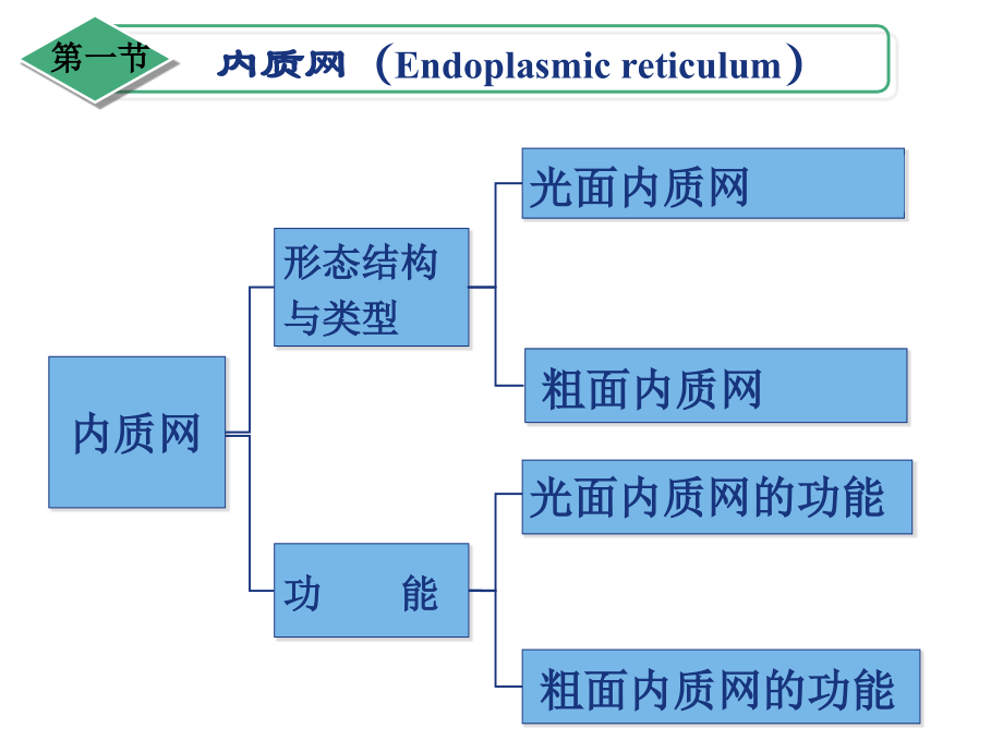 第5章-内膜系统与蛋白质运输(1)上课讲义.ppt_第2页