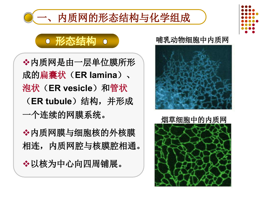 第5章-内膜系统与蛋白质运输(1)上课讲义.ppt_第3页