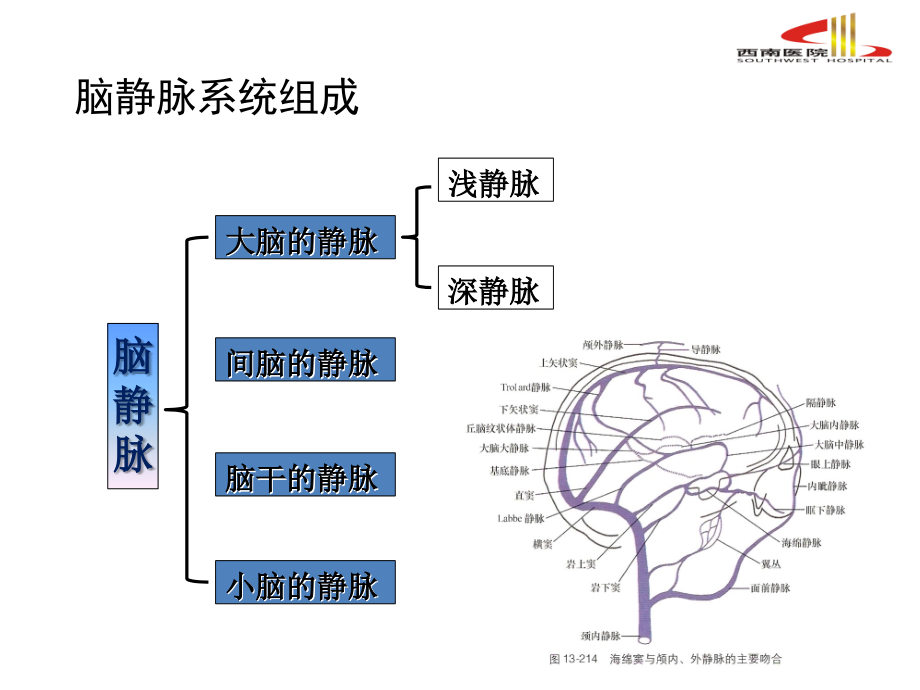 详解脑静脉系统解剖与血栓形成doc资料.ppt_第3页