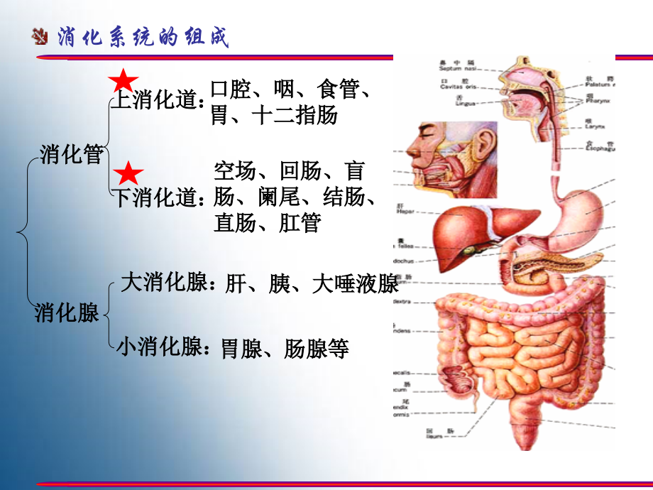 胃的形态结构教学教材.ppt_第2页