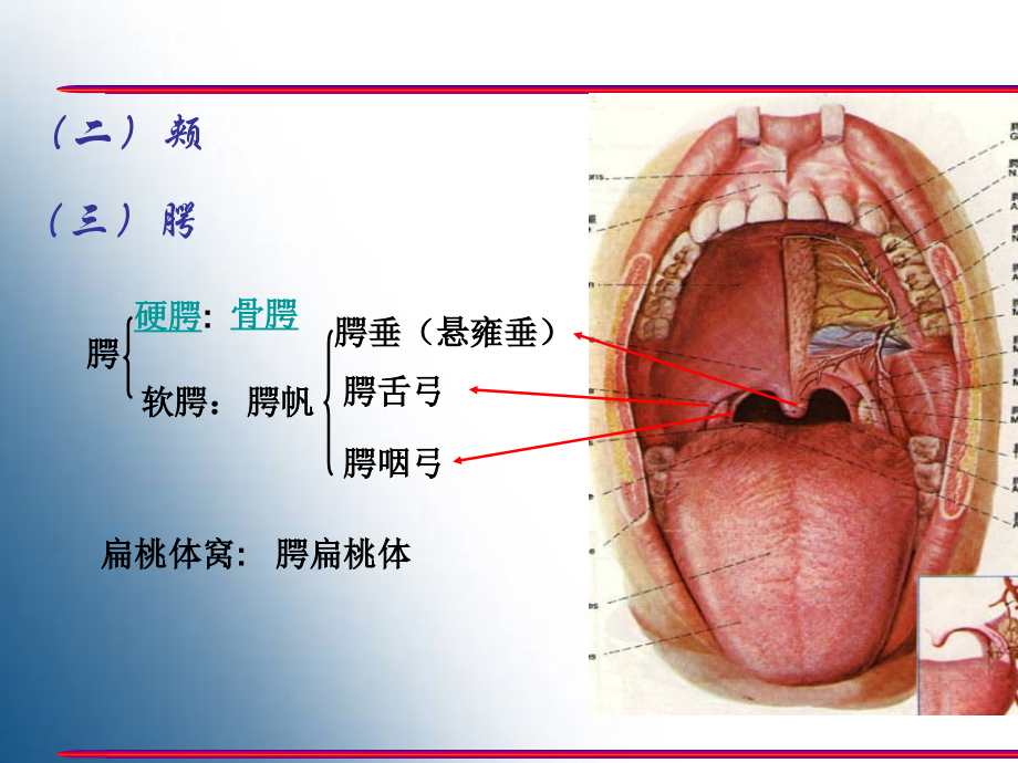 胃的形态结构教学教材.ppt_第3页