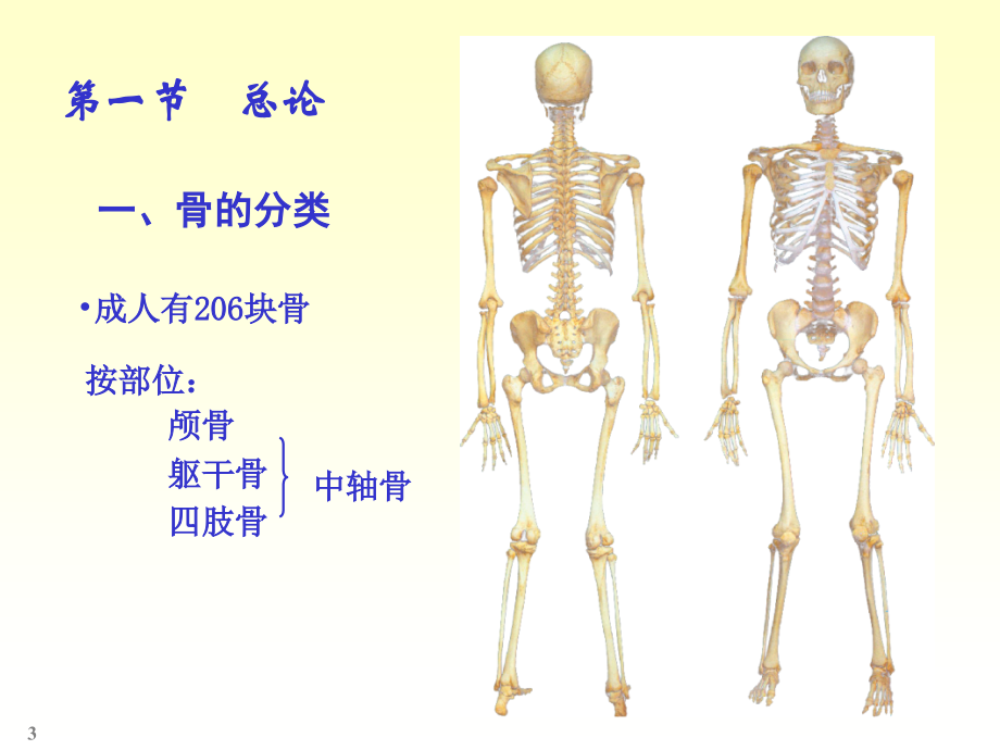 人体骨骼解剖学.ppt_第3页