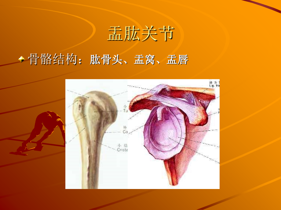 肩关节检查法模板教程文件.ppt_第3页