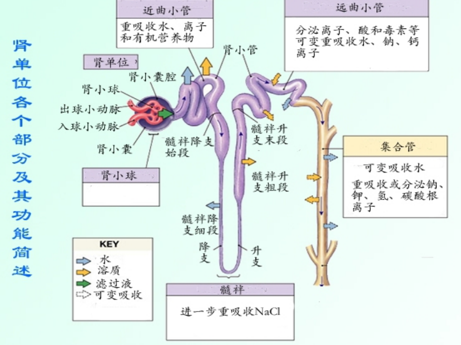 尿液微量蛋白检测的临床意义资料讲解.ppt_第2页