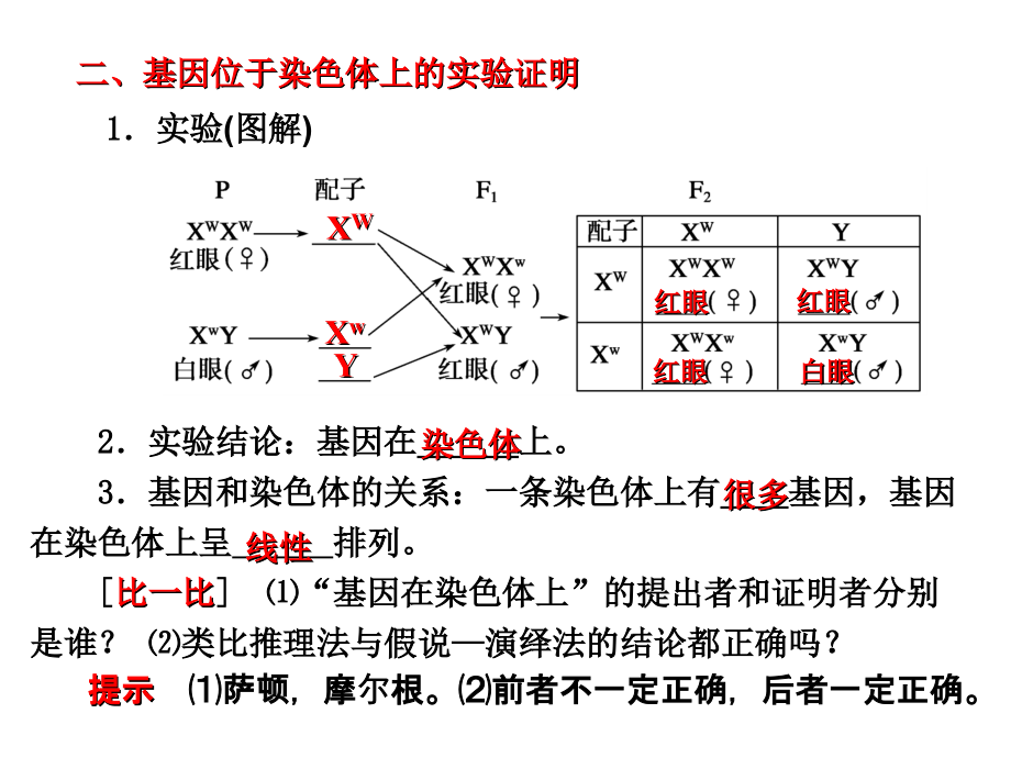 第5单元遗传的基本规律第16课时基因在染色体上的伴性遗传详解教程文件.ppt_第3页