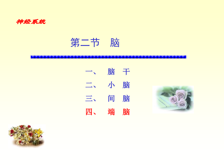 系统解剖学---端脑--课件电子教案.ppt_第1页