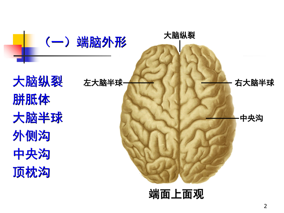 系统解剖学---端脑--课件电子教案.ppt_第2页