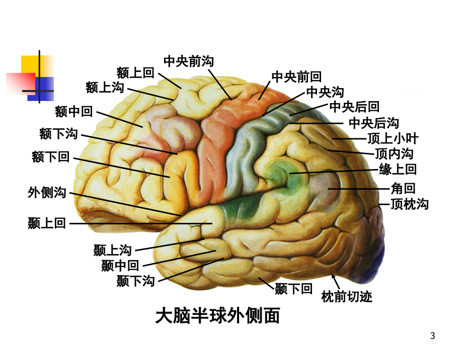 系统解剖学---端脑--课件电子教案.ppt_第3页