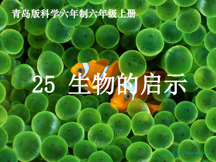 25-生物的启示教程文件.ppt_第1页