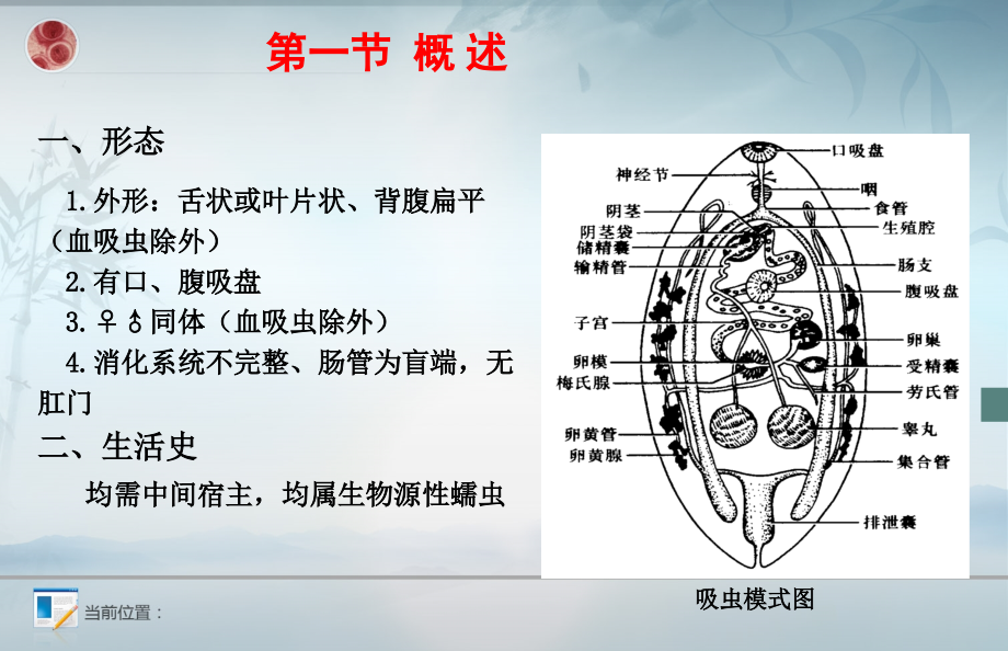 第三章--吸虫说课材料.ppt_第2页