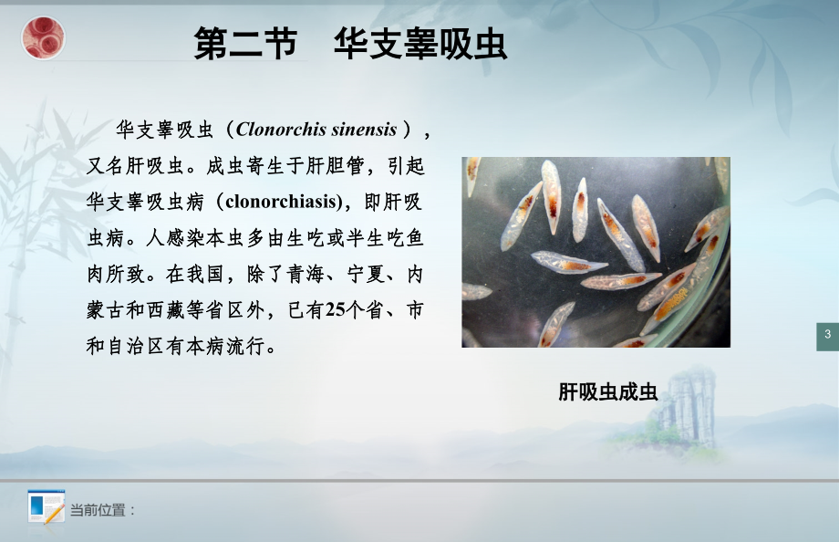 第三章--吸虫说课材料.ppt_第3页