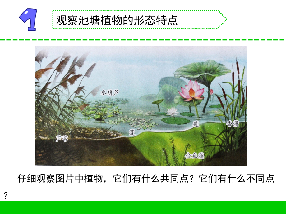 三年级科学下册-2.3-水里的植物-----苏教版(共11张PPT)word版本.pptx_第3页