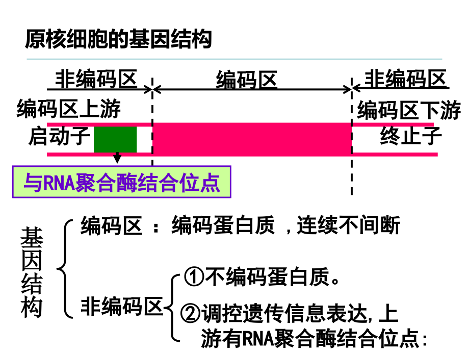 基因工程操作步骤复习课程.ppt_第3页