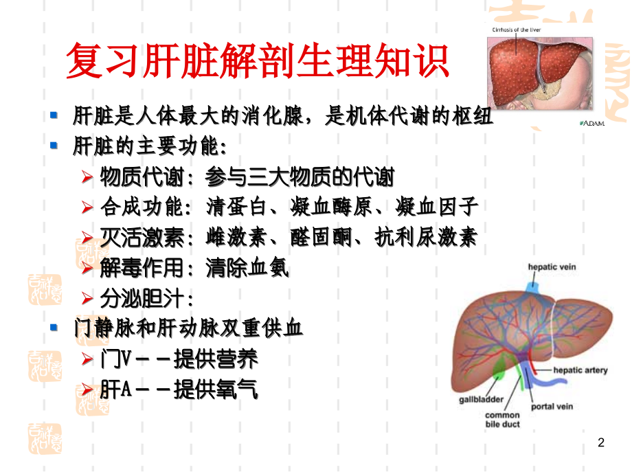 内科护理学-肝硬化病人的护理讲课讲稿.ppt_第2页