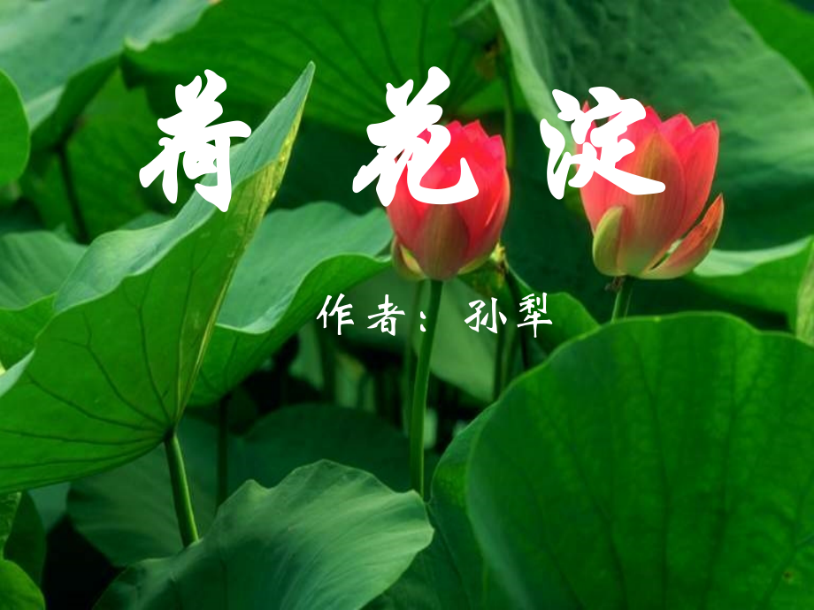 《荷花淀》ppt课件上课讲义.ppt_第1页