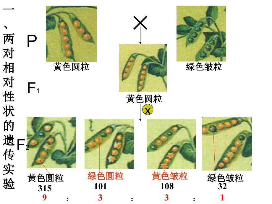 孟德尔的豌豆杂交实验(二)资料.ppt_第3页