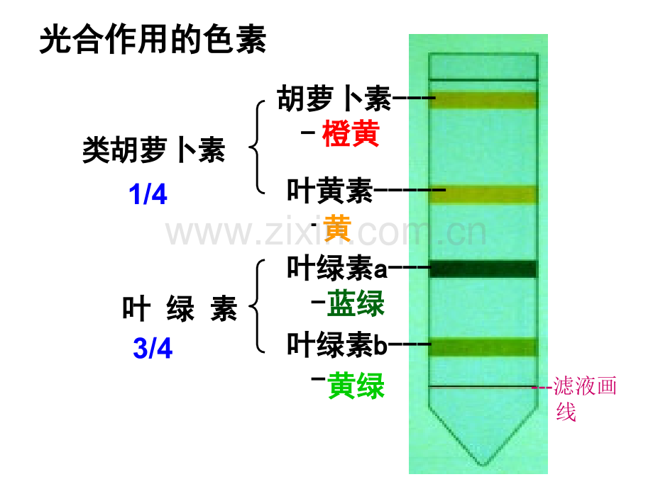 实验：光合色素的提取与分离知识讲解.ppt_第1页