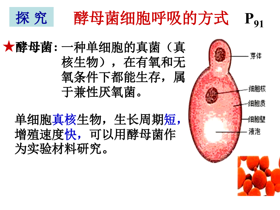 实验：探究酵母菌细胞呼吸的方式培训讲学.ppt_第1页