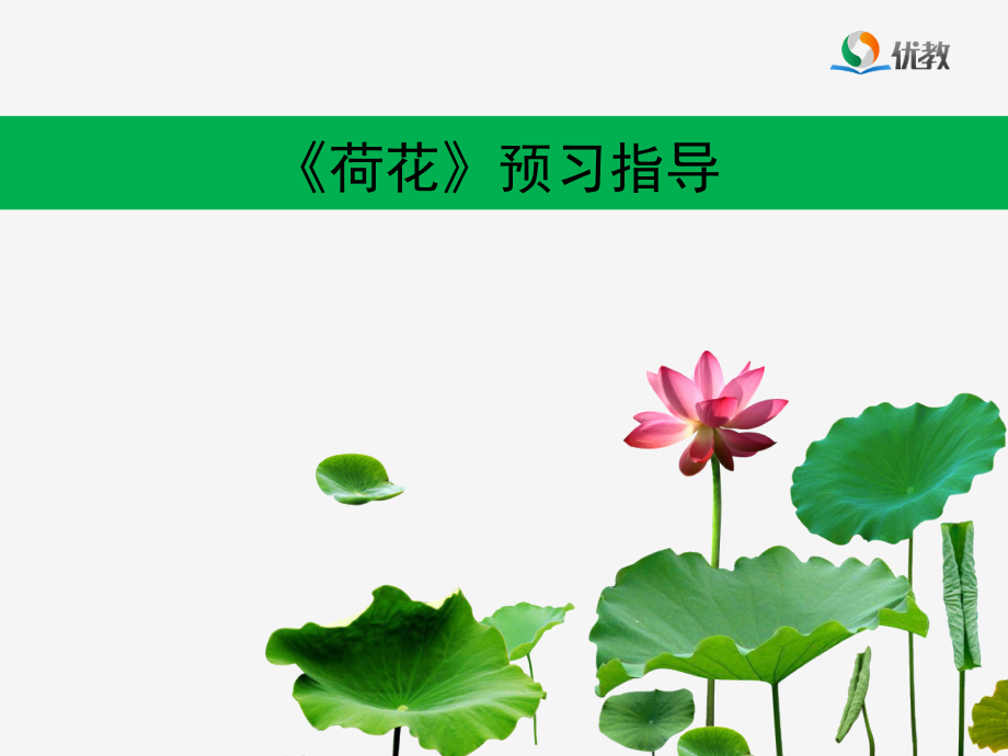 《荷花》预习指导.ppt_第1页