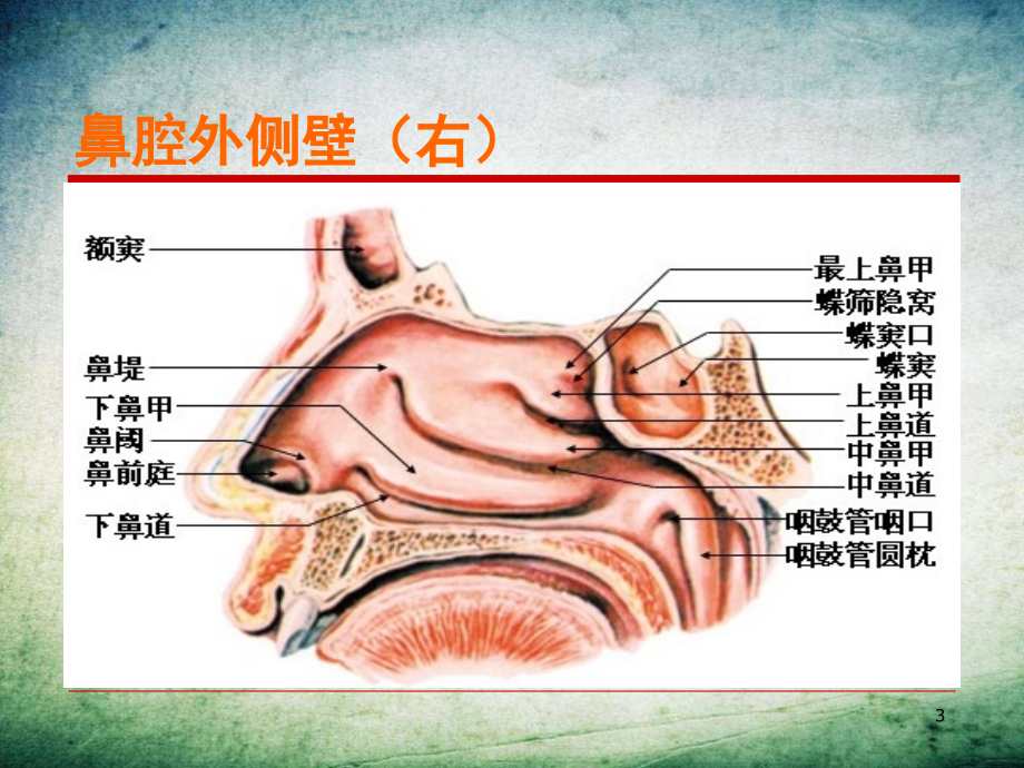 中医药与健康过敏性鼻炎-.ppt_第3页