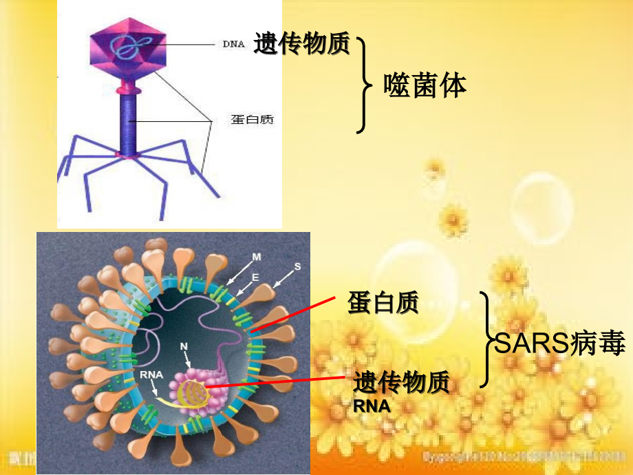 高一生物必修一第一章第一节.ppt_第3页