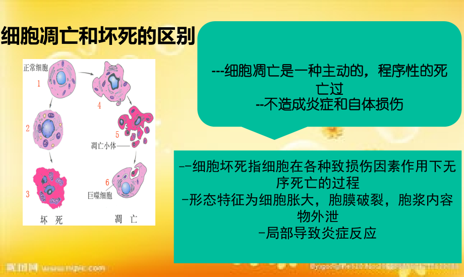 细胞凋亡的检测方法.ppt_第3页