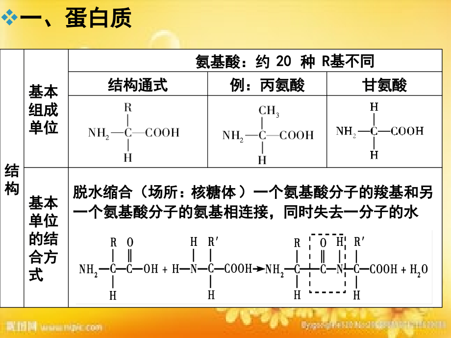 高一生物蛋白质知识点.ppt_第1页