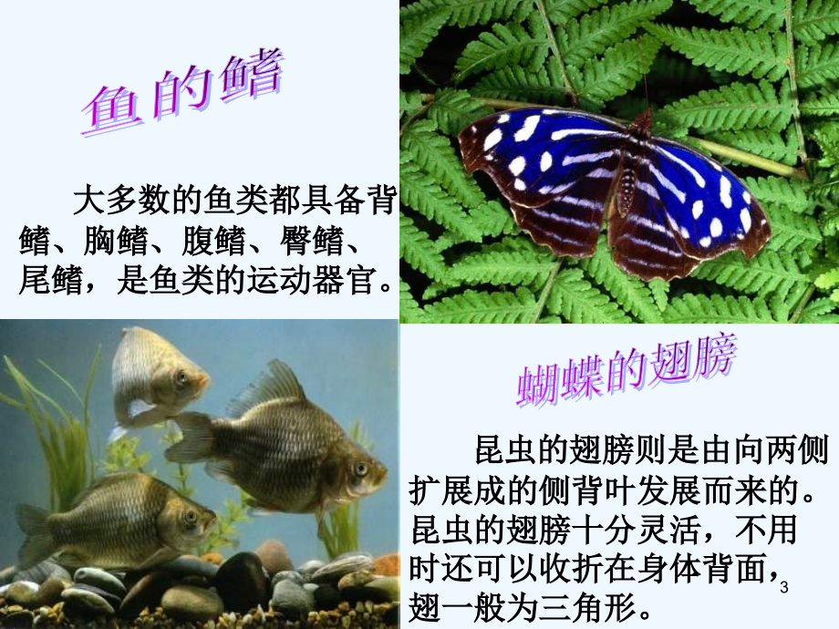 动物运动的能量来源-PPT.ppt_第3页