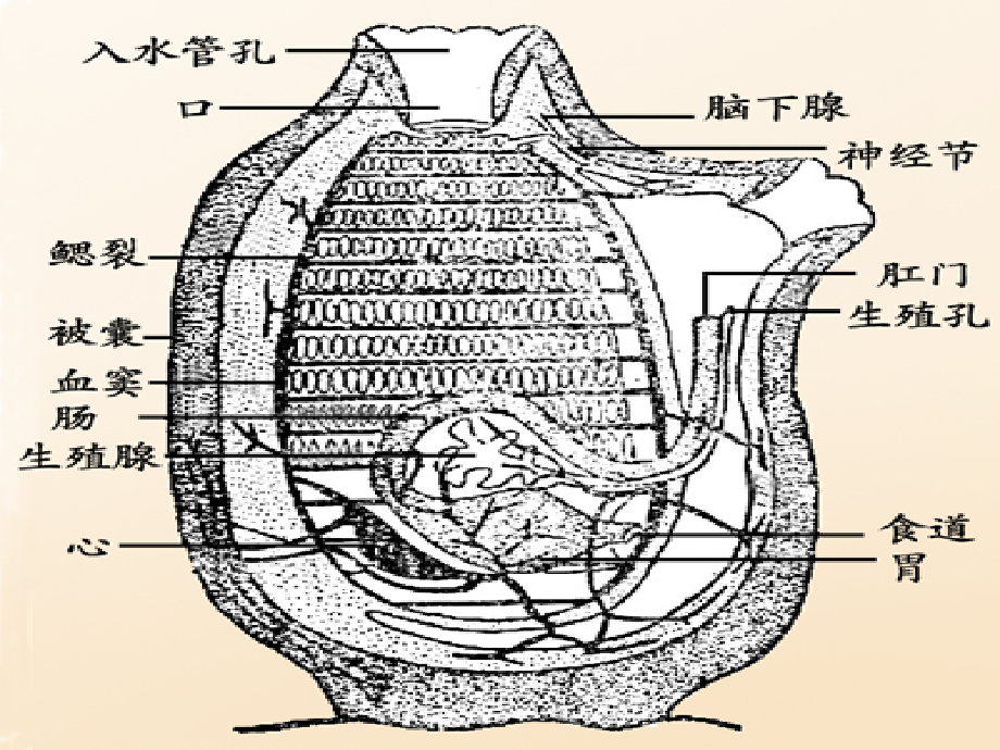 动物生物学课件20(西北大学).ppt_第3页