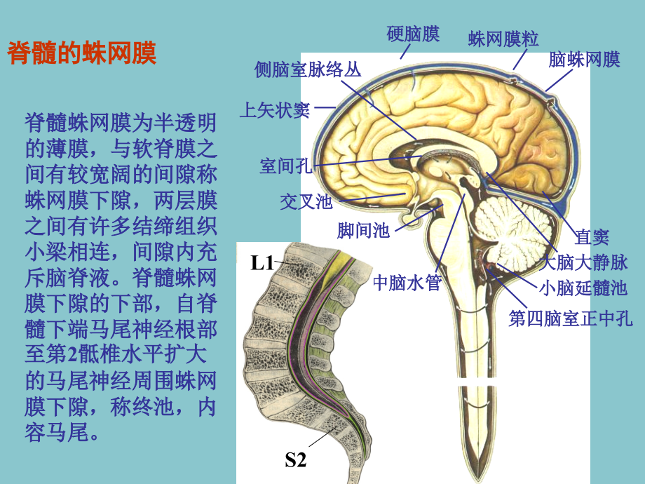 脑脊液及腰椎穿刺的检查意义.ppt_第3页