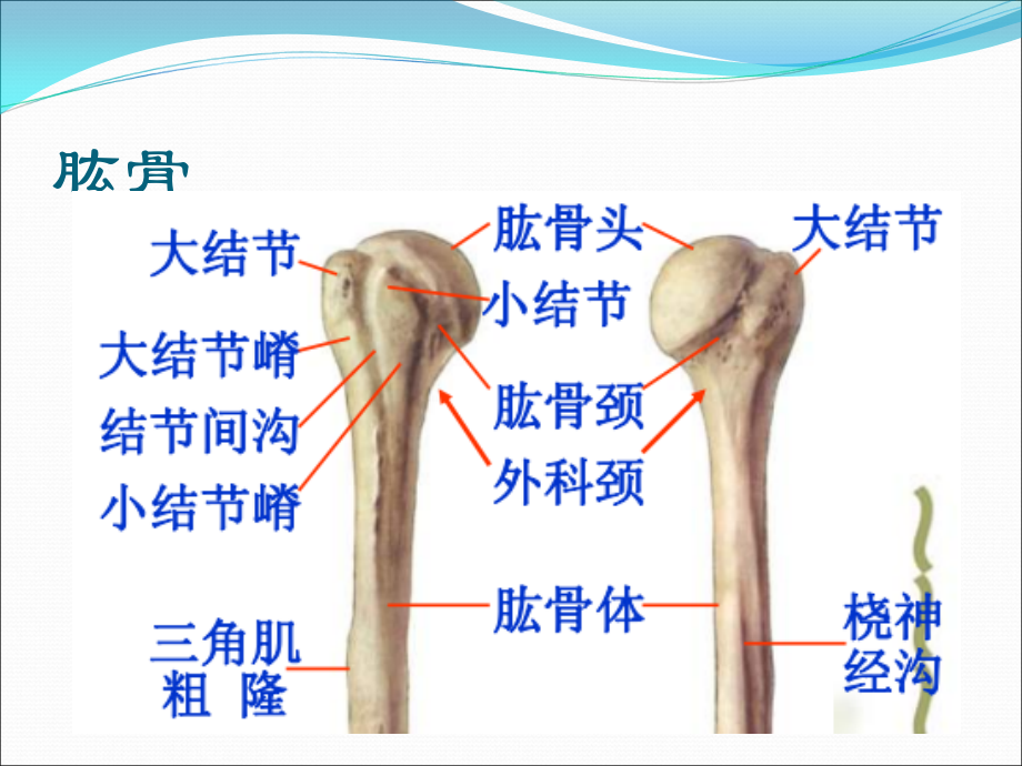 肱骨近端骨折Neer分型.ppt_第3页