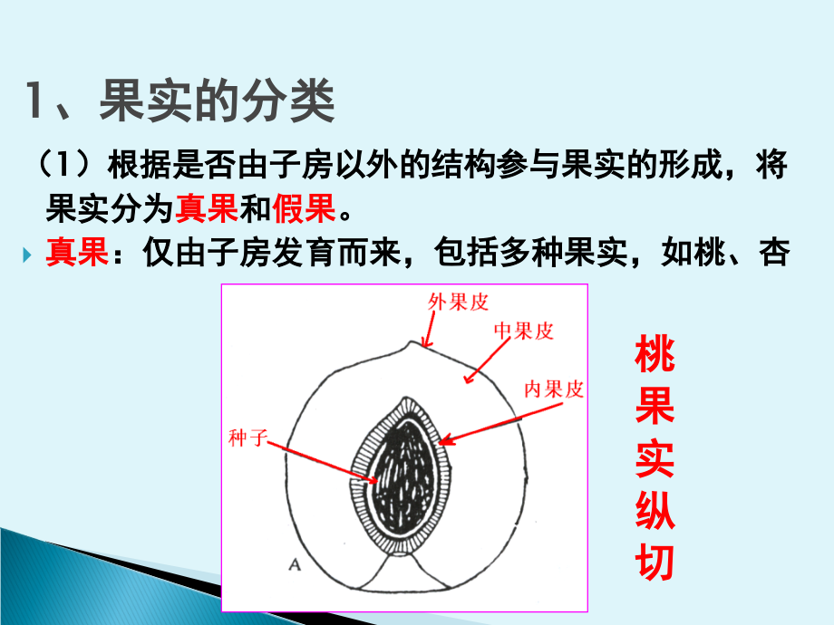 果实的结构与类型.ppt_第2页