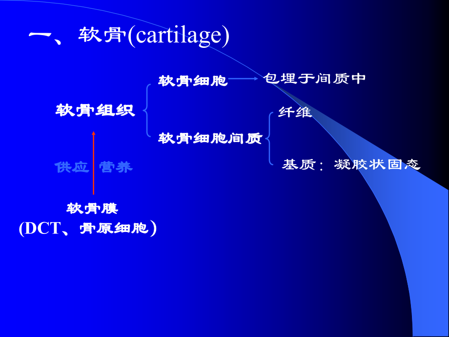 骨和软骨.ppt_第2页