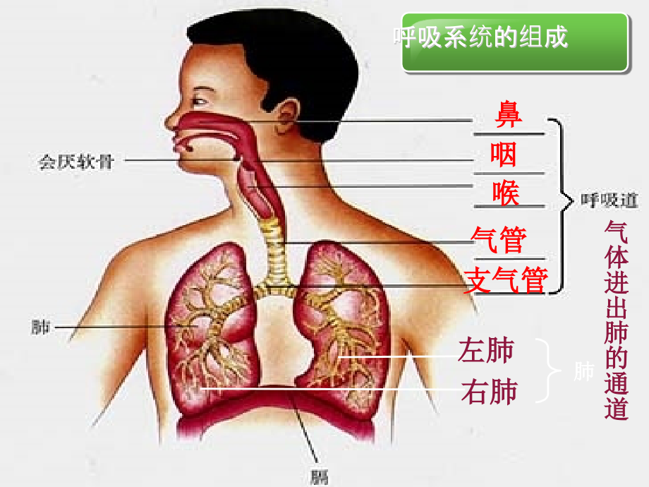 呼吸道对空气的处理-.ppt_第3页