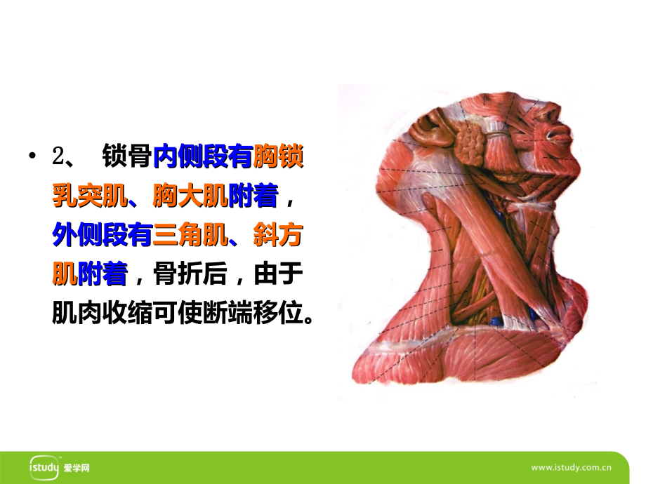 锁骨骨折-PPT.ppt_第3页