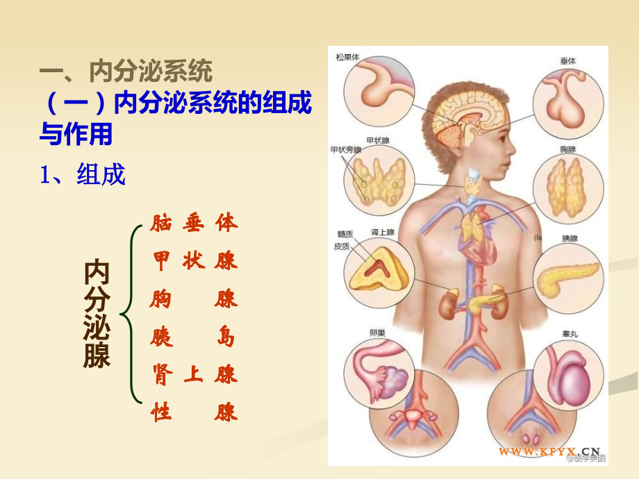 内分泌系统和免疫系统.ppt_第2页