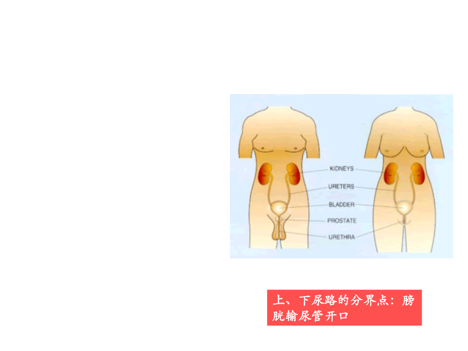 尿脓毒血症.ppt_第2页