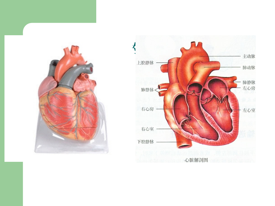 冠心病科普-课件(PPT演示).ppt_第3页